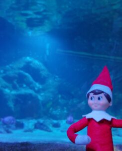 Elf on the Shelf Scout Elf waving in front of an aquarium tank for The Sea Star Search at SEA LIFE Orlando