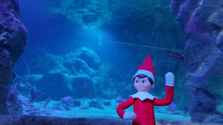 Elf on the Shelf Scout Elf waving in front of an aquarium tank for The Sea Star Search at SEA LIFE Orlando