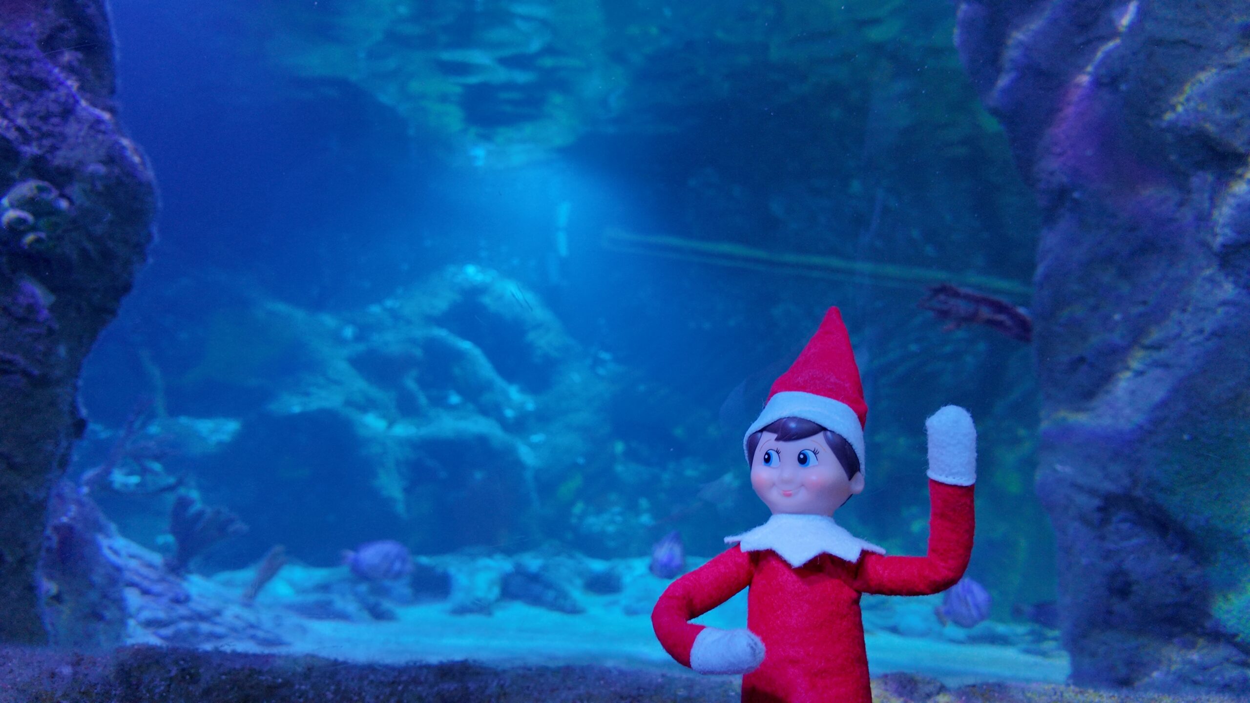 Elf on the Shelf Scout Elf waving in front of an aquarium tank for The Sea Star Search at SEA LIFE Orlando