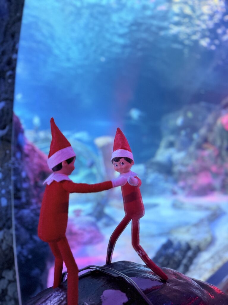 Two Elf on the Shelf Scout Elves posing in front of a blue aquarium tank at SEA LIFE Orlando Aquarium