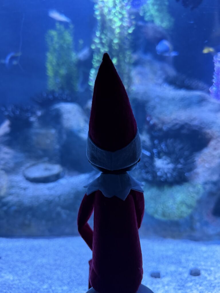 Elf on the Shelf Scout Elf looking into an aquarium habitat at SEA LIFE Orlando Aquarium