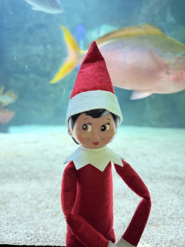 Smiling Elf on the Shelf Scout Elf with a tropical fish swimming behind it at SEA LIFE Orlando Aquarium