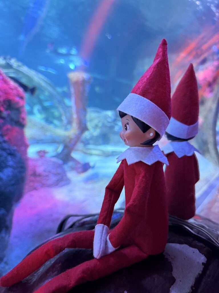 Two Elf on the Shelf Scout Elves exploring an aquarium tank at SEA LIFE Orlando Aquarium
