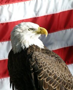 Central Florida Zoo Veterans Day free admission: bald eagle in front of an American flag