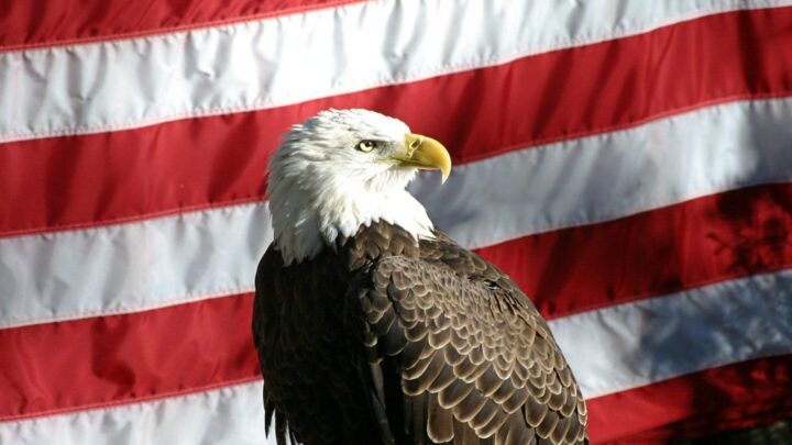 Central Florida Zoo Veterans Day free admission: bald eagle in front of an American flag
